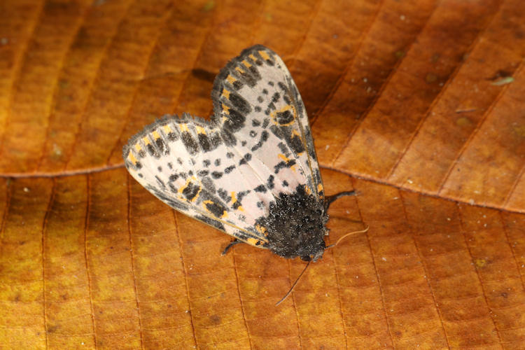 Xanthopastis timais