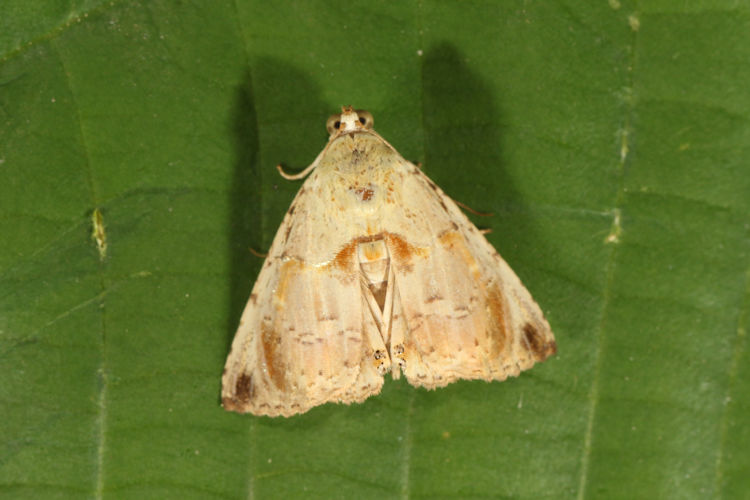 Eulepidotis osseata