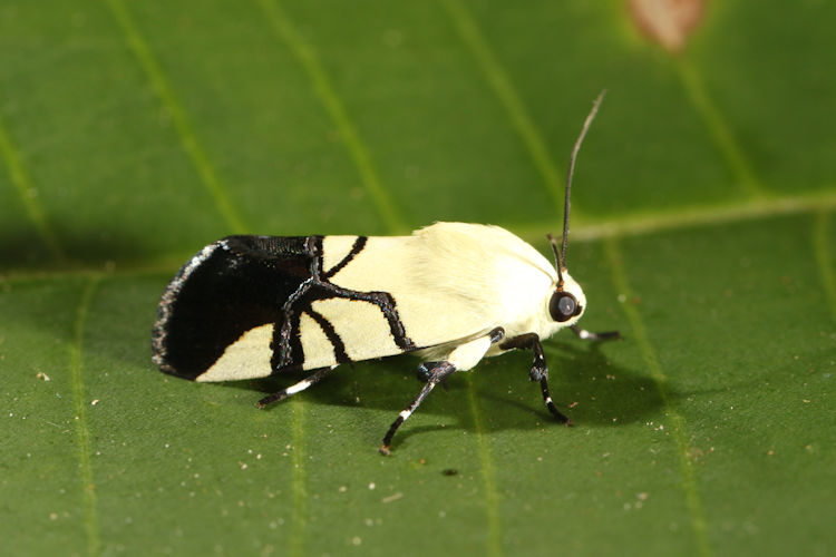 Eusceptis effusa