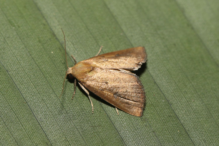 Masoga rava