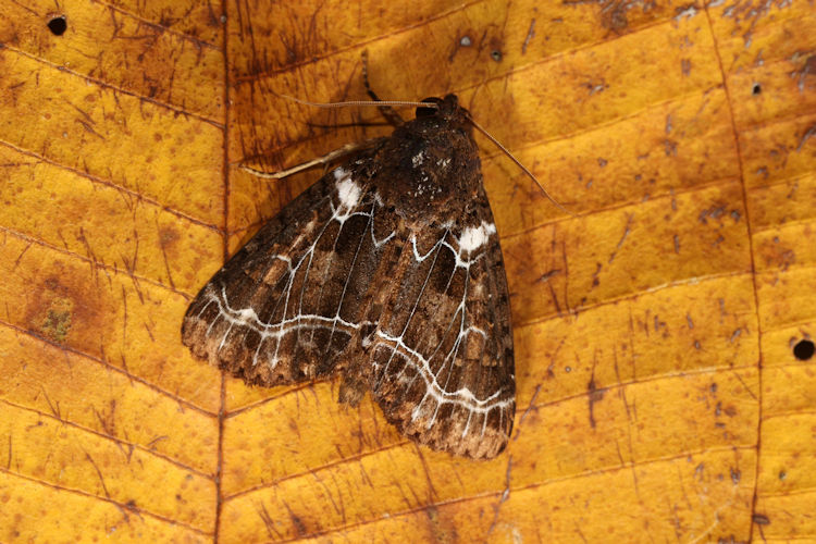 Cropia phila