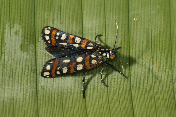 Cydosia curvinella