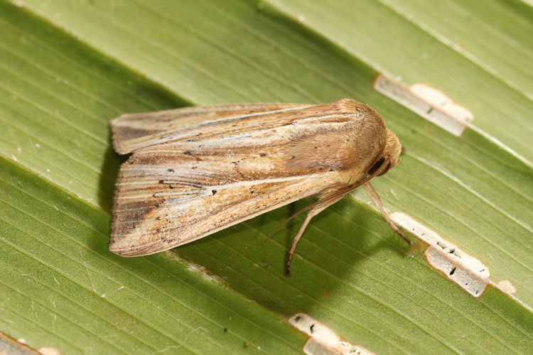 Leucania dorsalis