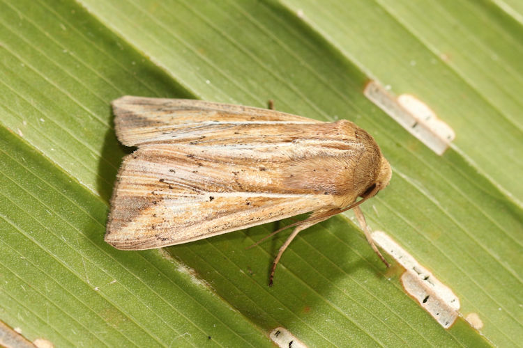 Leucania dorsalis