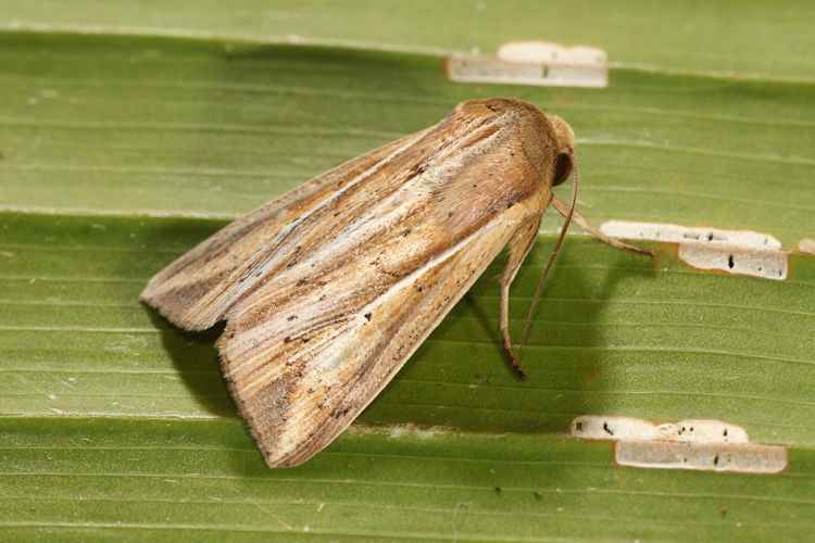 Leucania dorsalis