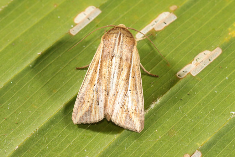 Leucania dorsalis