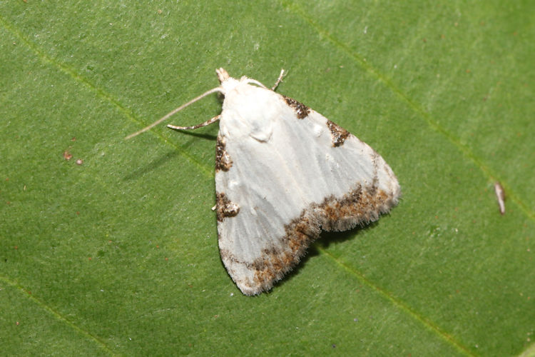 Meganola pernitens