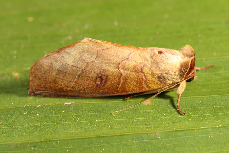 Canodia difformis