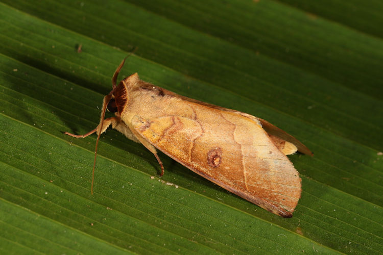 Canodia difformis