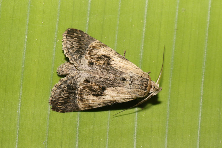 Nycterotis placida