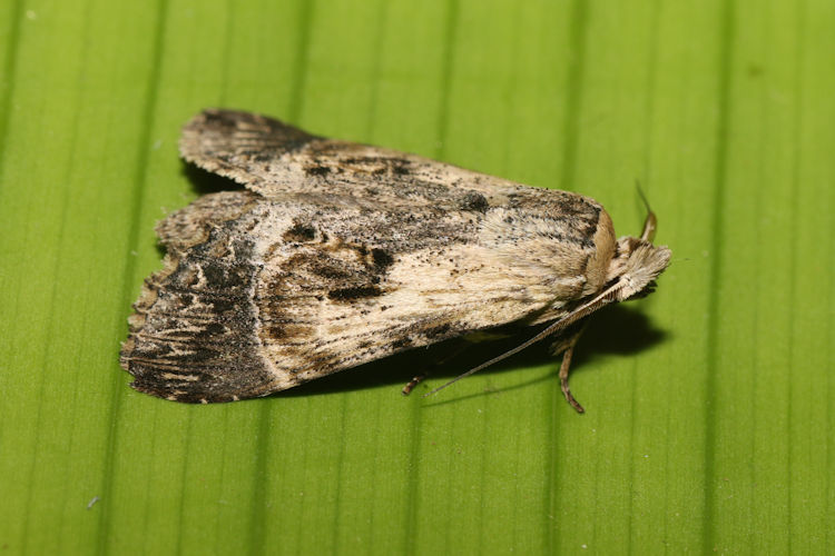 Nycterotis placida