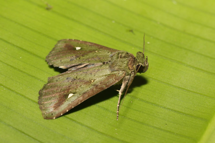 Poresta lanassa