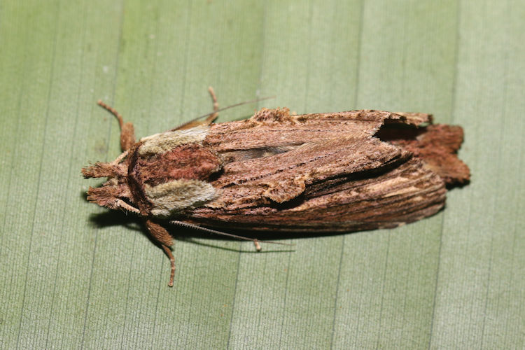 Nycterotis xylinoides