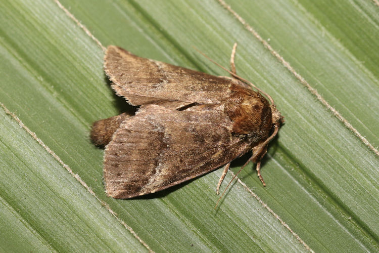 Phastia alcimede