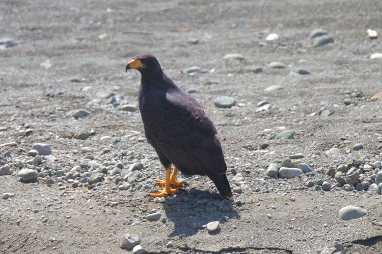 Buteogallus anthracinus