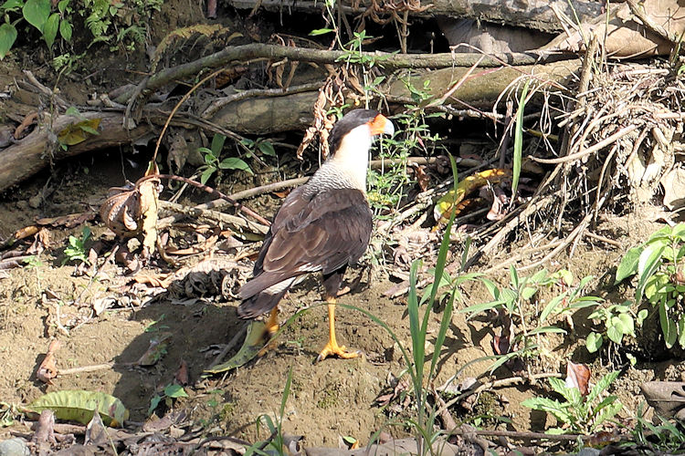 Caracara plancus