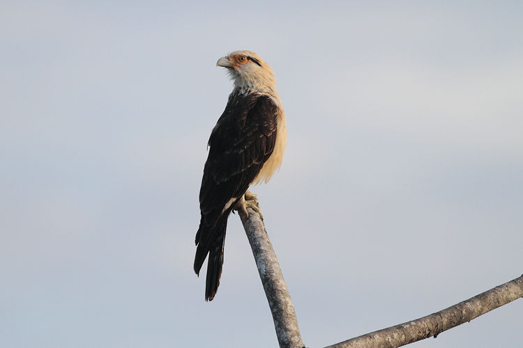 Milvago chimachima