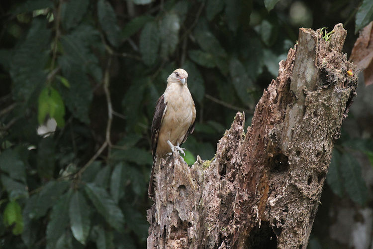 Milvago chimachima