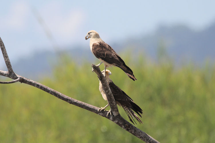 Milvago chimachima