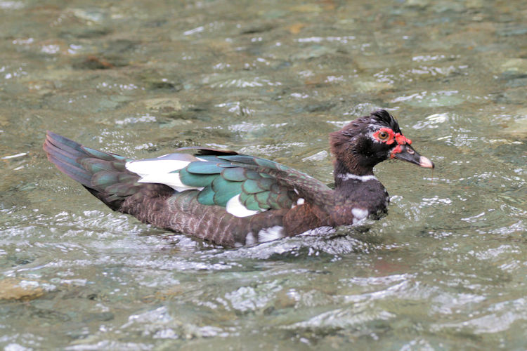 Cairina moschata