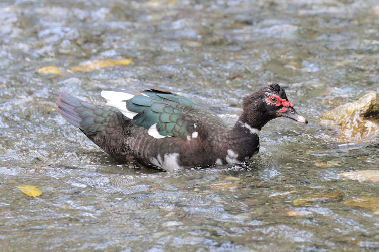 Cairina moschata