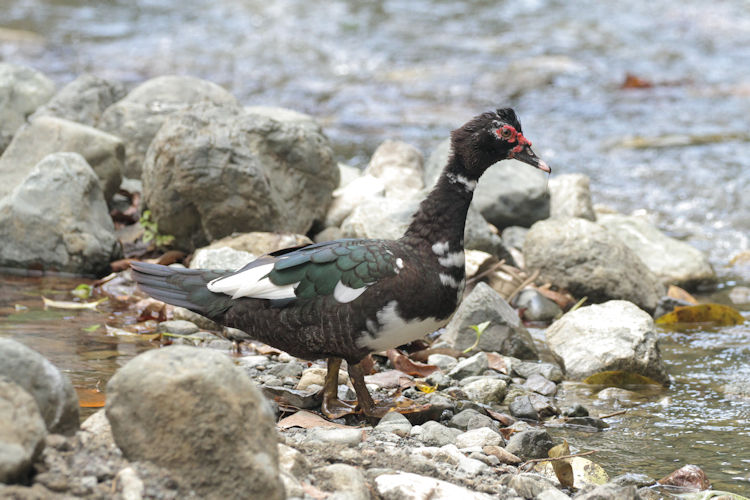 Cairina moschata