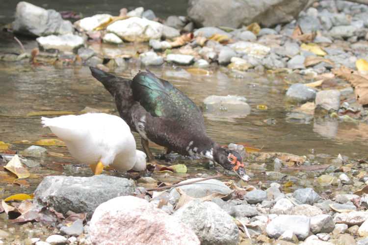 Cairina moschata