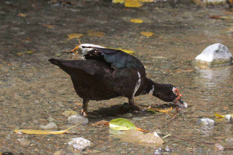 Cairina moschata