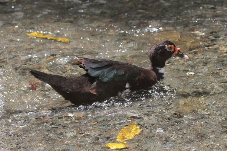 Cairina moschata