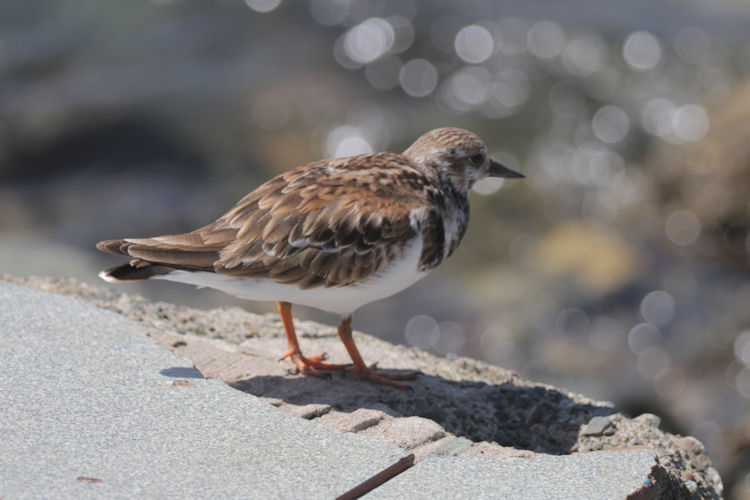 Arenaria interpres