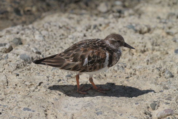 Arenaria interpres