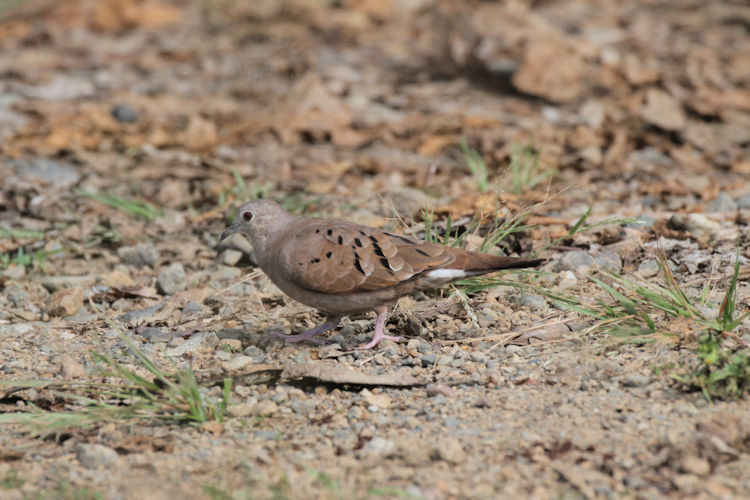 Columbina talpacoti