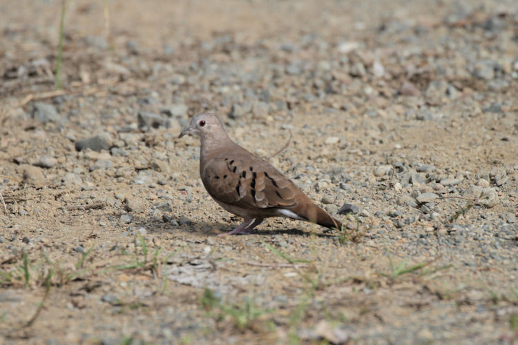 Columbina talpacoti