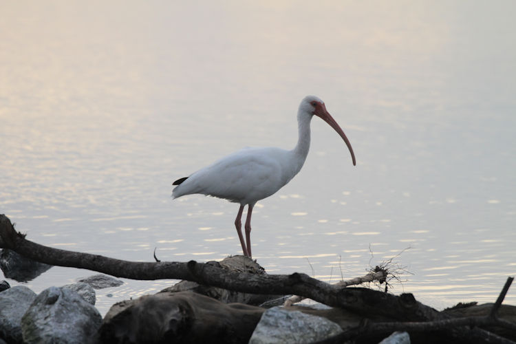 Eudocimus albus