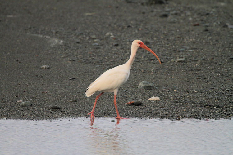 Eudocimus albus