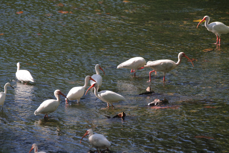 Eudocimus albus