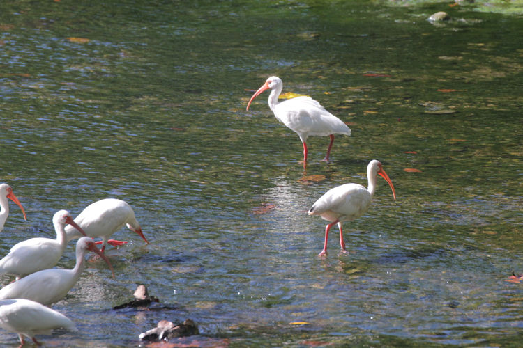 Eudocimus albus