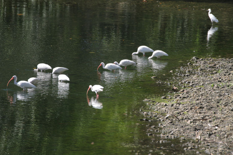 Eudocimus albus