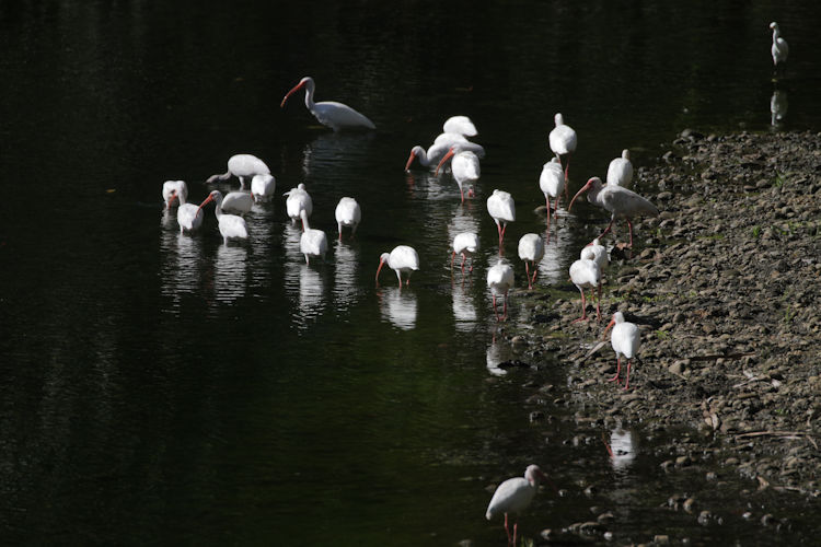 Eudocimus albus