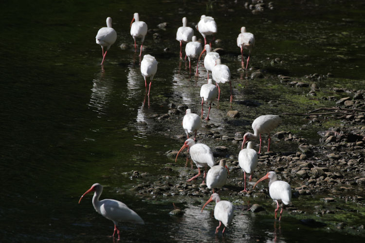 Eudocimus albus