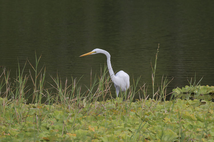 Ardea alba