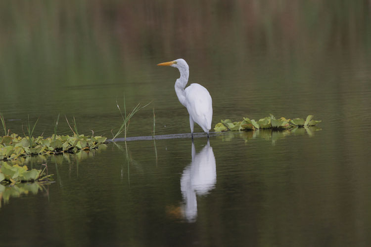 Ardea alba