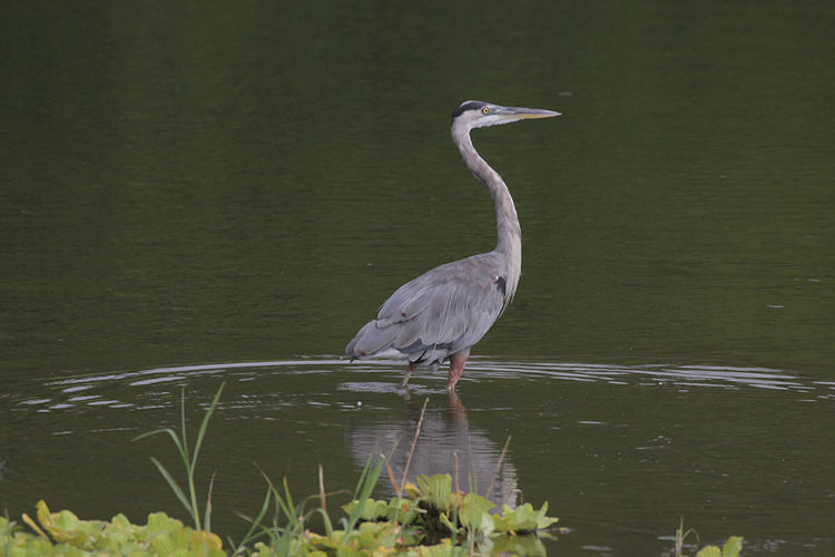 Ardea herodias