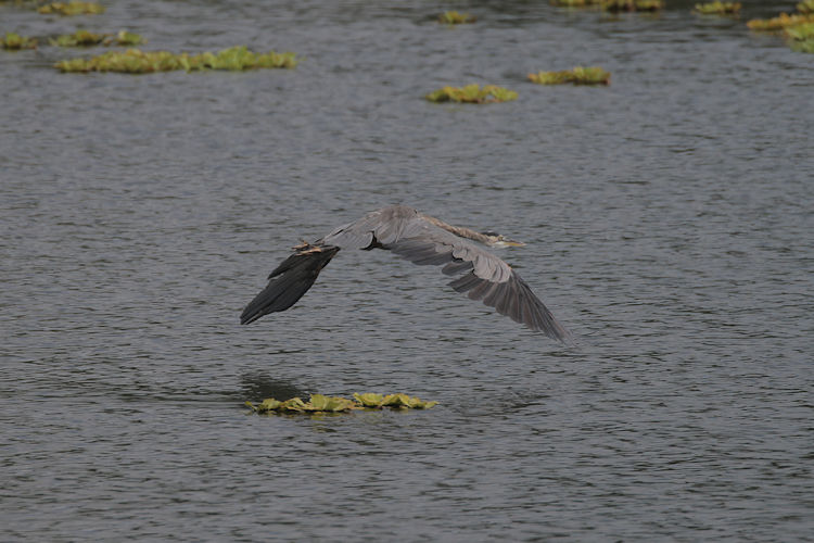 Ardea herodias