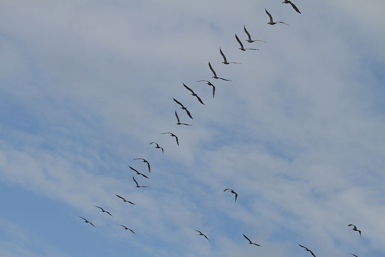 Pelecanus occidentalis