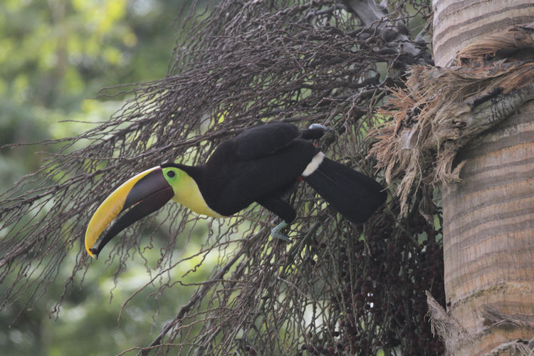 Ramphastos ambiguus swainsonii