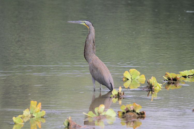 Tigrisoma mexicanum