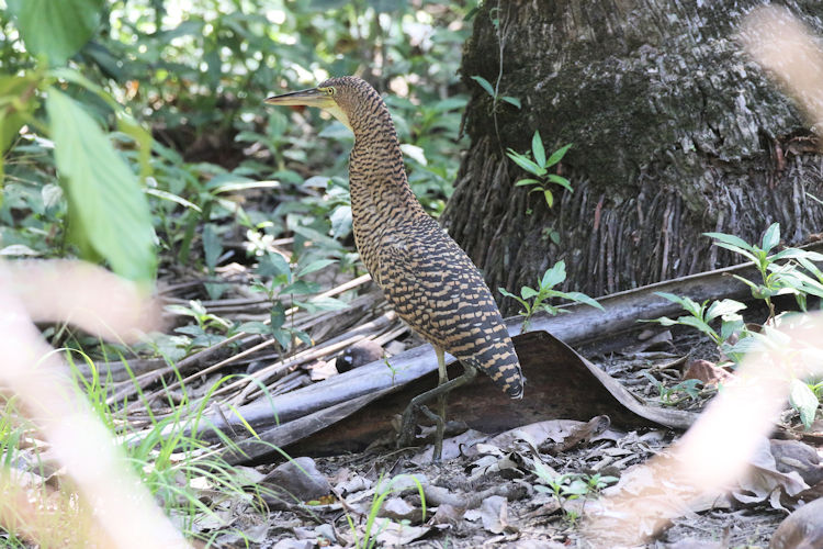 Tigrisoma mexicanum