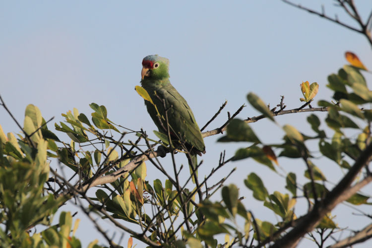 Amazona autumnalis