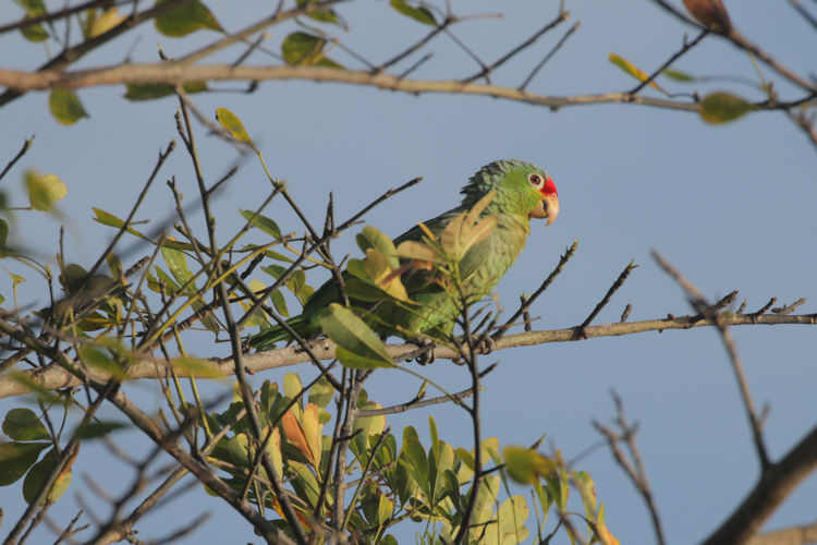 Amazona autumnalis